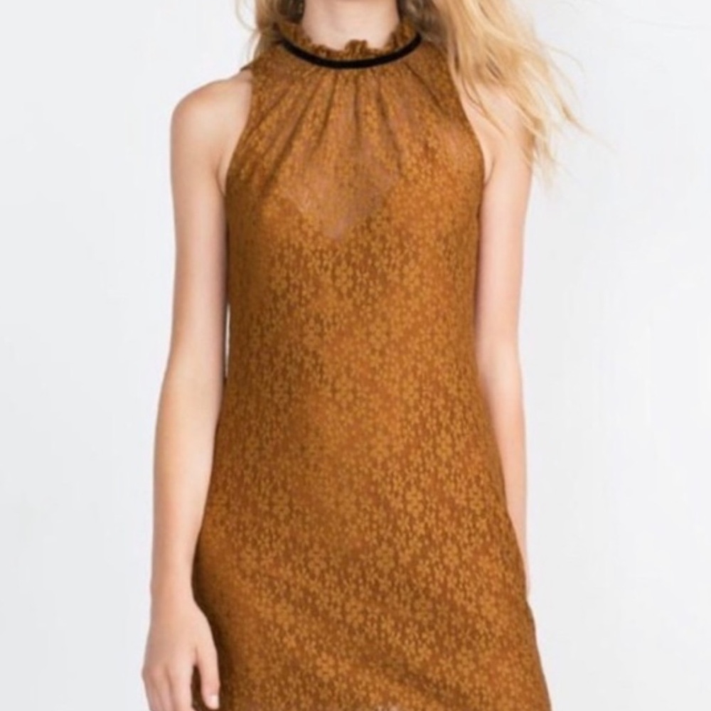 Zara lace mustard sleeveless ruffled collar sheer mini dress